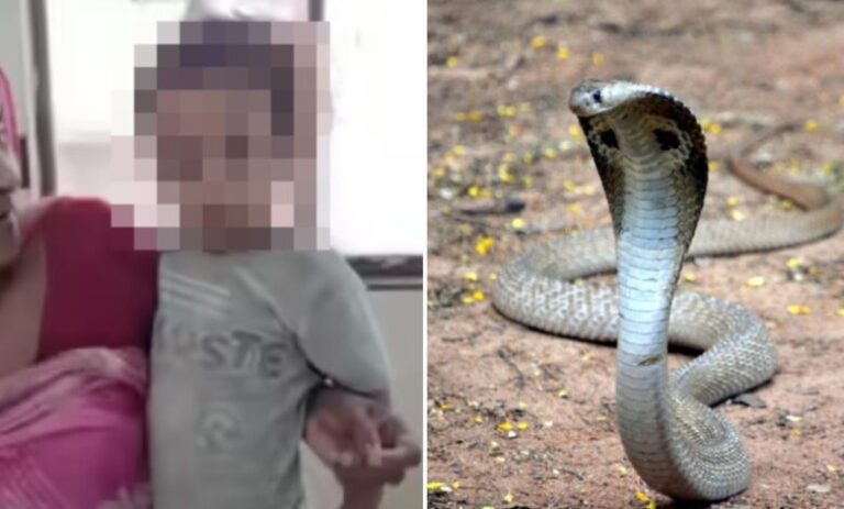 Incroyable ! Un enfant de 2 ans tue un cobra Un enfant de 2 ans t.ue un cobra en le mordant