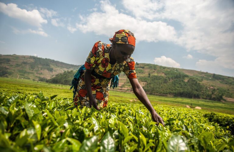 Togo : L’Agence de Transformation Agricole recrute 139 gestionnaires Togo : L’Agence de Transformation Agricole recrute 139 gestionnaires