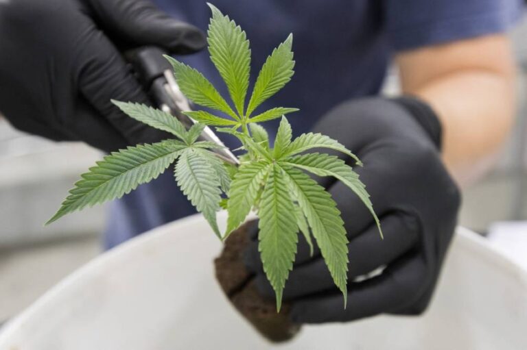 Ghana Cannabis