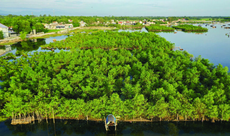 Quand les belles vues détruisent la nature : les mangroves du Sud-Togo menacées