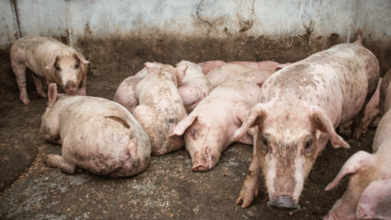 Peste porcine africaine : l’OMSA renforce l’appui technique du Togo pour endiguer l’épidémie