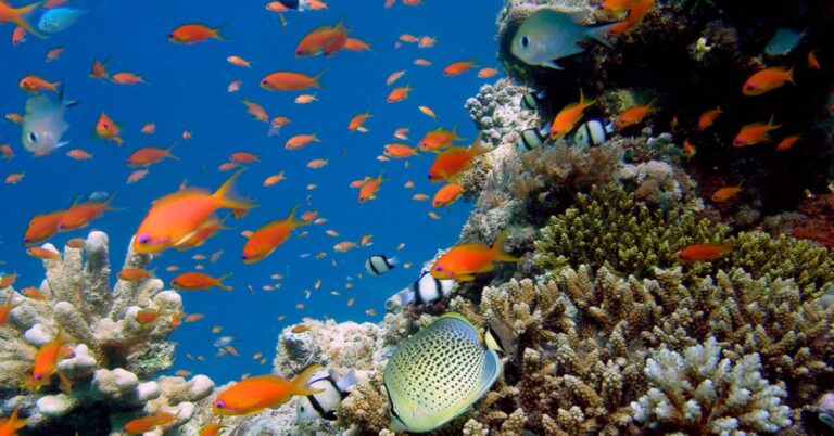 Togo : Agbodrafo accueille la première aire marine protégée Création de la première aire marine protégée à Agbodrafo