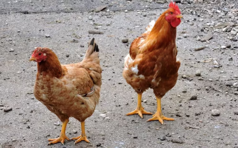 Insolite ! Deux poules en détention à la gendarmerie après une accusation de sorcellerie Une mère accusée d’avoir changé deux enfants en poules