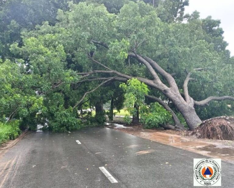 ALERTE INFO : Un arbre s’effondre sur le boulevard Eyadéma à Lomé