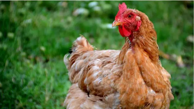 Grippe aviaire au Togo : Ce que les consommateurs de poulet doivent savoir après l’alerte des autorités ce que les consommateurs de poulet doivent savoir après l'alerte des autorités