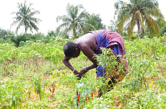 Révolution agricole au Togo : Ce changement majeur qui va tout transformer d’ici peu !