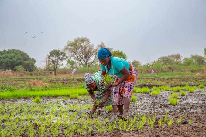 Subventions pour les PME agricoles au Togo : Ne ratez pas ces consignes du Ministère pour valider votre dossier Subventions pour les PME agricoles au Togo